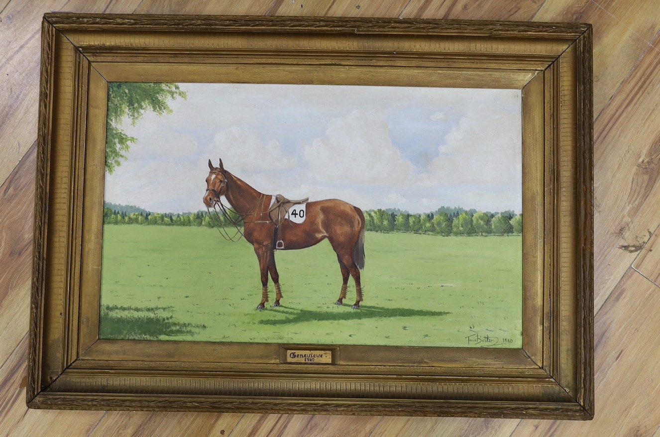 Tanis Butler, oil on board of a race horse 'Genevieve 1960' 37x59cm